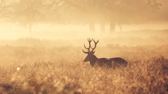 hunt
